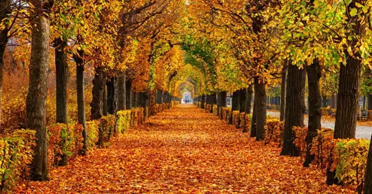 Autumn season